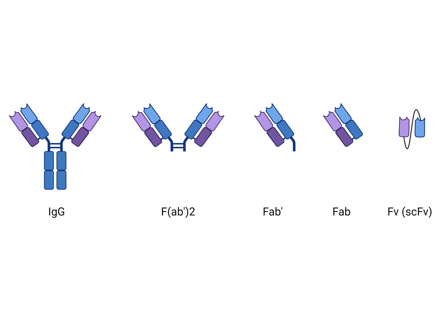 Antibodies 101 fab fragments